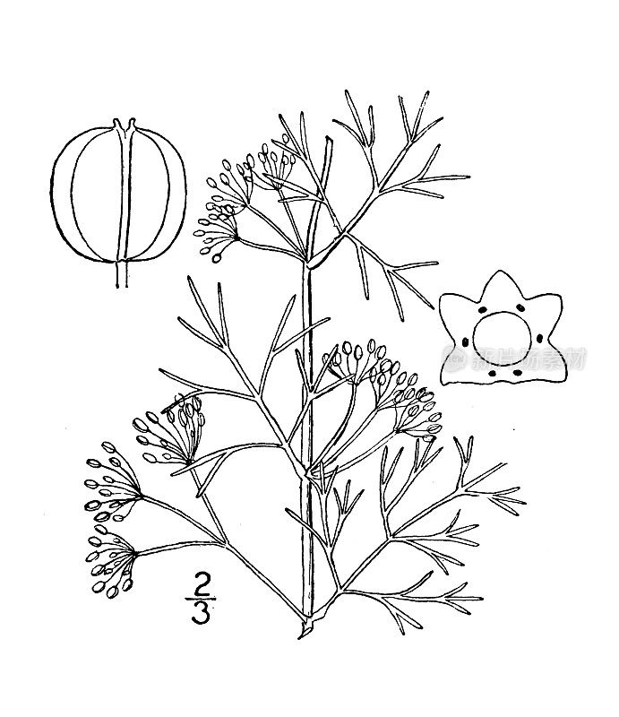 古植物学植物插图:Apium leptophyllum，细叶沼泽欧芹